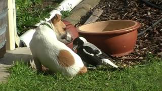 Australian Magpie Playing 2 [upl. by Richia]