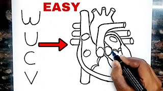 quotWUCVquot turns into Human Heart Diagram Drawing  Science Class 10 [upl. by Enilegna]