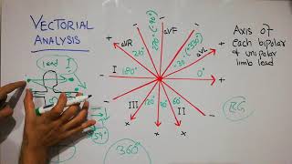 CVS physiology 27 Vectorial analysisAxis of all bipolar and unipolar limb leads wilson central T [upl. by Itteb]