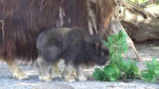 Jungtier Moschusochse  Tierpark Bern [upl. by Skricki928]