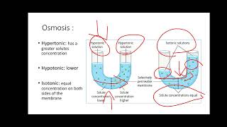 Lab 3 Diffusion and Osmosis [upl. by Rip]