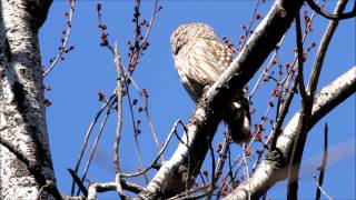 Barred Owl Sunning Itself and Sleeping [upl. by Adnuahsar322]