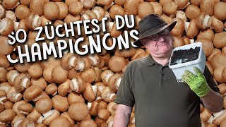 Champignons zuhause züchten 🏠  so einfach kann man Pilze anbauen [upl. by Ofloda]