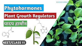 PLANT Growth regulators Plant Hormone Phyto Hormones NEETCLASS 11 Science Express Biology [upl. by Cordalia176]