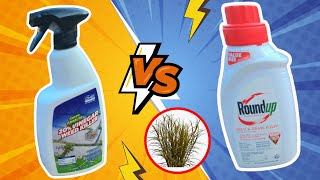 Weed Killer Showdown Vinegar Vs Roundup [upl. by Ylenats771]