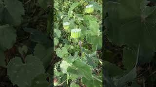 Abutilon indicum a medicinal plant of Odisha medicinal biology Odisha [upl. by Sidell]