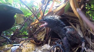 Greater Mommy Coucal Bird brings food to feed the babies in their nest P35 [upl. by Ber]