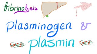 Plasminogen and Plasmin Fibrinolysis  Bleeding and Coagulation  Hematology [upl. by Oriane]