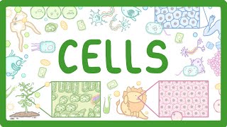 GCSE Biology  Cell Types and Cell Structure 2 [upl. by Anaoy]