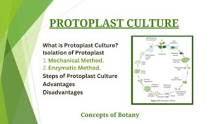 Protoplast Culture Isolation and Culture Method HindiUrdu Plant Tissue Culture Botany [upl. by Tamer]