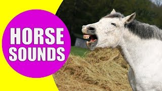 HORSE SOUNDS FOR KIDS  Learn Neighing Snorting and Galloping Sound Effects of Horses [upl. by Lilllie]