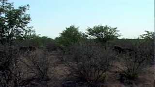 Dramatic Territorial Battle Between Lions  Africa Geographic [upl. by Antonia]