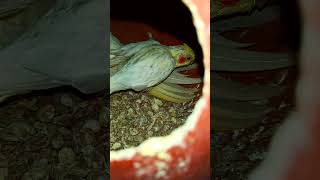 Baby Cockatiel🪽🕊️🤍💛🧡❤️ birds cockatielbird birdeating cockatil birdfeeding birdslover nature [upl. by Waring]