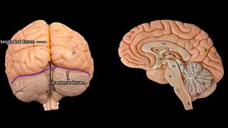 Cerebral Anatomy with simplified explanations of function [upl. by Apollus902]