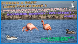 American Flamingos and a Longtailed Duck at the Bayshore Bikeway 13th St San Diego County  Part 1 [upl. by Leighton]