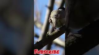 nature🍃🌿eurasian tanager Bird 🕊️shortsviraltrending [upl. by Chrisman385]