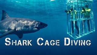 Adventure Africa  Shark Cage Diving [upl. by Alejandra3]