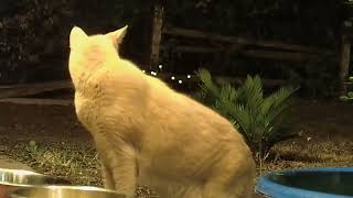 Tan Cat Returns After Long Absence Oct 30 2024 [upl. by Lavinia]