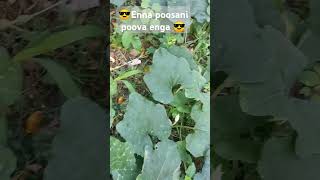 Vsalile poosani poo vachiputa vachiputa please subscribe and share [upl. by Niajneb]