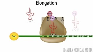 Eukaryotic Translation Protein Synthesis Animation [upl. by Notlimah]