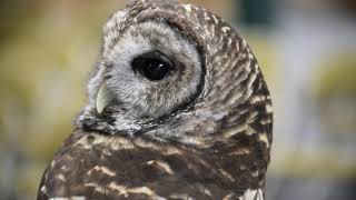 Owls can rotate their heads 270 degrees [upl. by Enogitna]