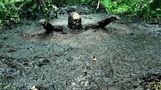 Mudpit on a cloudy day  Masurian Forest Bog 2024  Day 8 [upl. by Serra]