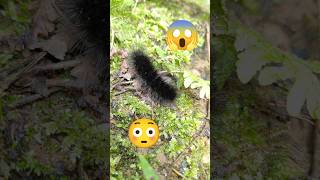 Caterpillar black caterpillar shorts treding shortsfeed caterpiller dangerous insects bug [upl. by Gemoets]