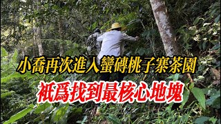 小喬再次進入蠻磚桃子寨茶園 只為找到最核心地塊 普洱茶古樹茶 桃子寨古树茶茶茶叶茶葉古樹茶 [upl. by Nady606]