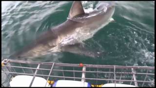 Shark Cage Diving Gansbaai  Pearly Beach South Africa [upl. by Tawnya107]