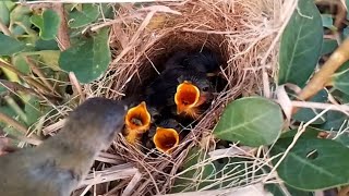 EP1Common nightingale Birds Feed her baby in the nest well  Review Bird Nest [upl. by Britney862]