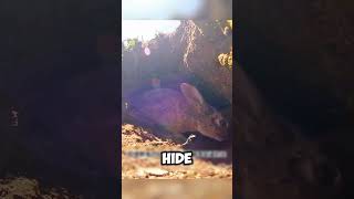 The Hunters Ingenious Trap Mongoose vs Hare shorts viralvideo [upl. by Leonanie]