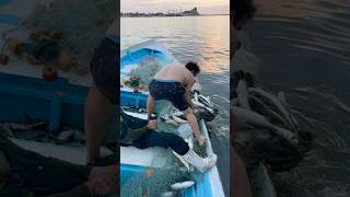 Una buena pesca de Lisas Macho con un chinchorro de encierro pesca viralvideo chinchorreo [upl. by Aecila]