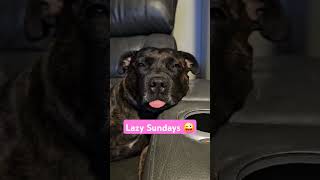 Bella the blepping English Staffordshire Bull Terrier fyp viral dog animals funny [upl. by Rotow600]