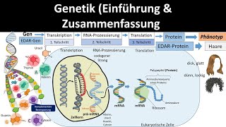 Genetik Einführung  Zusammenfassung 12  Abitur Biologie Genetik Oberstufe [upl. by Sedgewake]