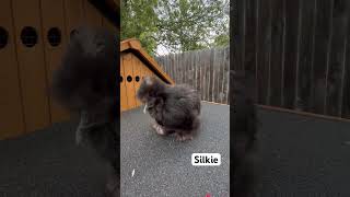 Silkie silkie backyardchicken hillcountrylife hillcountryliving chickens cute pet animal [upl. by Adoree]