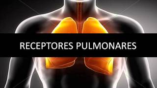 Receptores pulmonares  Fisiopatología respiratoria [upl. by Siravat]