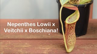 Nepenthes Lowii x Veitchii x Boschiana Spotlight  General Nepenthes Care [upl. by Cut]