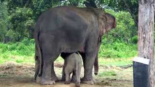 Cutest Baby Elephant Running to its Mom After Sensing Danger [upl. by Neneek282]