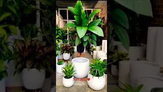 Big Leaves Indoor Plants 🪴🍃 short homedecor plants [upl. by Nomyar]