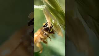 Corn pollen feeding frenzy 🌽🐝 [upl. by Orv661]