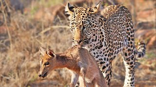 Duiker Shouts For Help As Leopard Plays With It [upl. by Ahserkal]