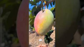 Top 5 Fruits in the world 1 Mango 🥭  2   3   4  5 [upl. by Maiga843]