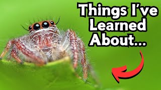 Jumping Spider Pets  Things Ive Learned From Keeping Jumping Spiders  Spooderpods [upl. by Ylrae]