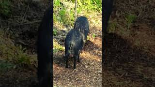 Visayan Warty Pigs pig animals wildlife ytshorts shorts [upl. by Capwell]