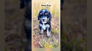 Meet Koa A mini Aussie Mtn Doodle Male 🤍 puppy adorable viralvideo cutepuppy aussiedoodle [upl. by Ydnerb]