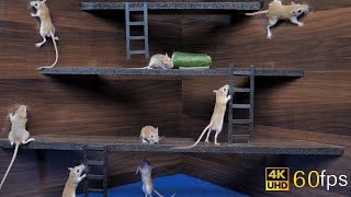 Cat Tv games for cats to watch cute mice hide amp seek and play on screen 4k UHD 8 hours [upl. by Sachi948]