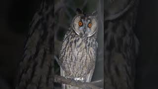 Why can an owl rotate its head 270 degrees [upl. by Brittan]