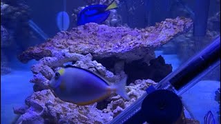 Feeding Frozen Mysis To Saltwater Fish [upl. by Biagio]