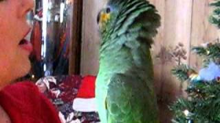 Orange Wing Amazon parrot singing [upl. by Akemet]