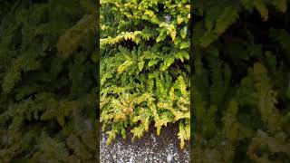 Chamaecyparis obtusa Fernspray Gold Golden Hinoki Cypress conifers japanesegardens plants [upl. by Winter]